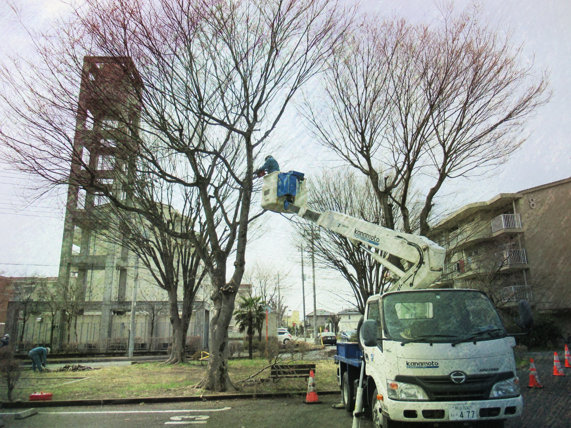 写真：木の伐採風景